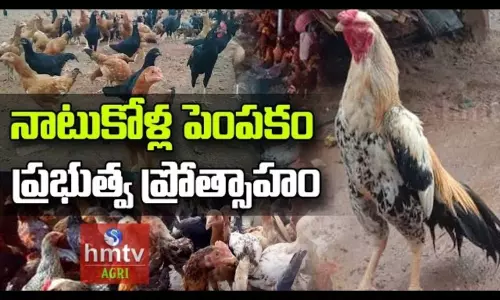 Government incentives for Natu Kolla Pempakam