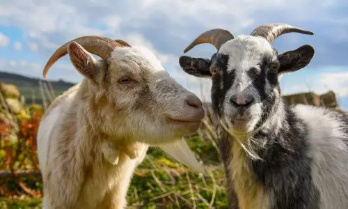 Betting on Goats Competition in Hyderabad Betting on Goats Competition in Hyderabad