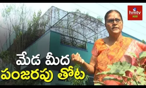 Terrace Gardening By Padmaja