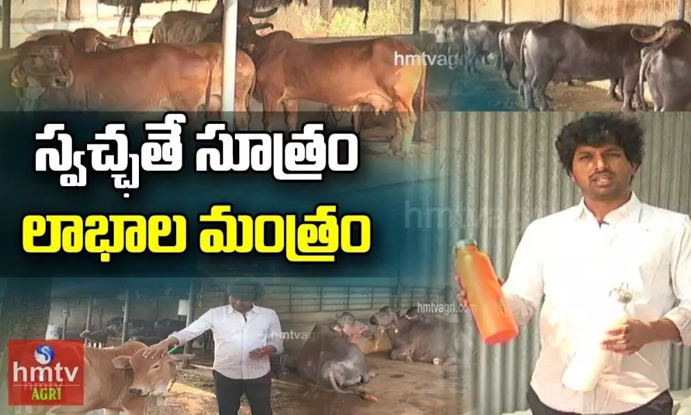 Pure Cow Milk Production in Dairy Farming by Kalyan