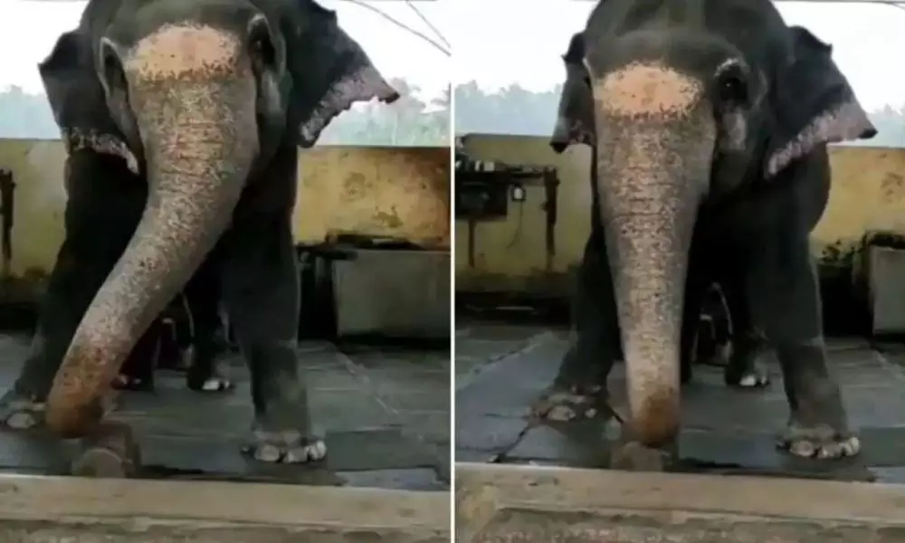 An Elephant Dancing to a Bollywood Movie Song