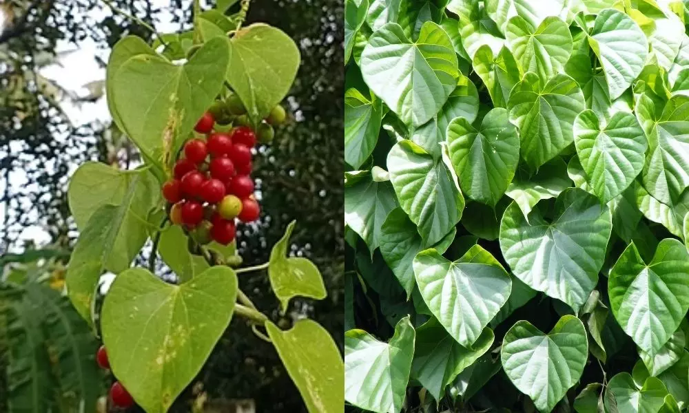 Thippatheega (Heart-Leaved Moonseed) is a Booster of Immunity Power Says Ayurvedic Docters| తిప్పతీగ