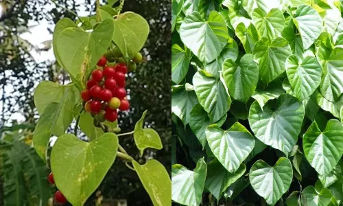Thippatheega (Heart-Leaved Moonseed) is a Booster of Immunity Power Says Ayurvedic Docters| తిప్పతీగ Thippatheega (Heart-Leaved Moonseed) is a Booster of Immunity Power Says Ayurvedic Docters| తిప్పతీగ