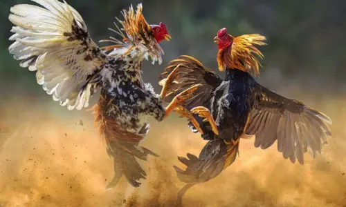 Jammulapalle Villagers Conducted Cockfight by Neglecting the Covid Rules in East Godavari