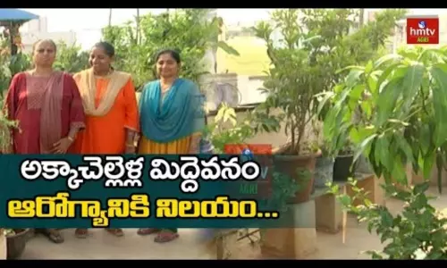 Terrace Gardening By Sisters
