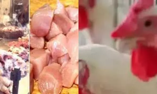 Chicken Prices Have Plummeted Chicken Prices Have Plummeted