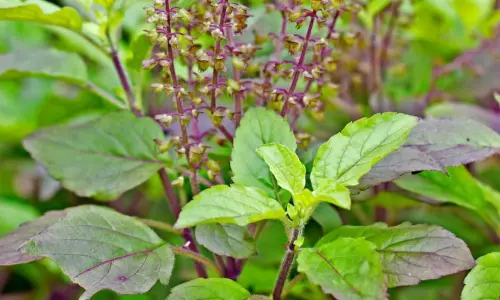 Basil Leaves in Telugu | Basil Leaves Benefits for Immune System