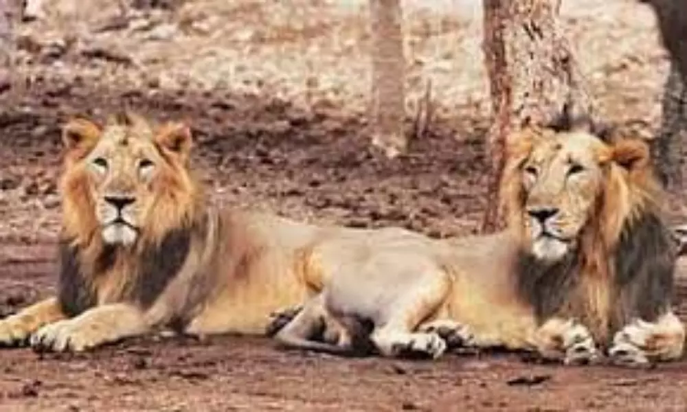 8 Lions Test Corona Positive at Hyderabads Nehru Zoological | Lions at Zoo Coronavirus
