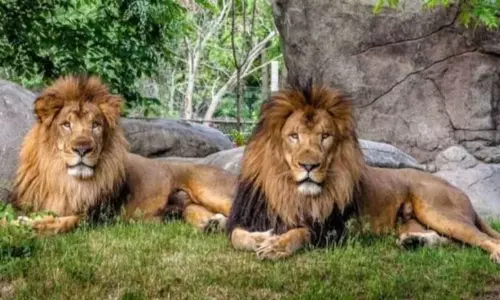 8 Lions Tested Corona Positive in Nehru Zoo Park Hyderabad 8 Lions Tested Corona Positive in Nehru Zoo Park Hyderabad