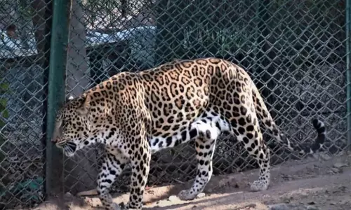 Zoo parks closed in Andhra Pradesh
