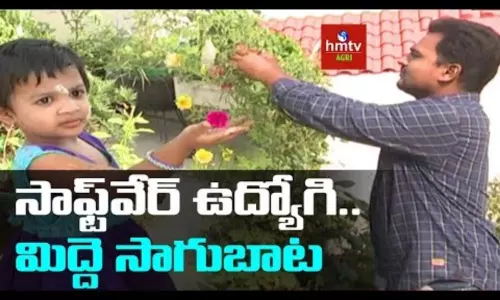 Terrace Gardening by Software Employee Sampath