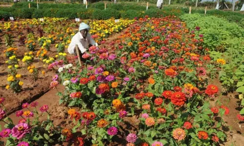 Covid Effect on Flowers Business