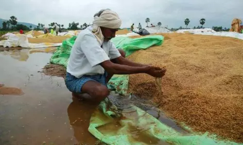 Huge Crop Loss in Jogulamba Gadwal District for Un Seasonal Rains Huge Crop Loss in Jogulamba Gadwal District for Un Seasonal Rains