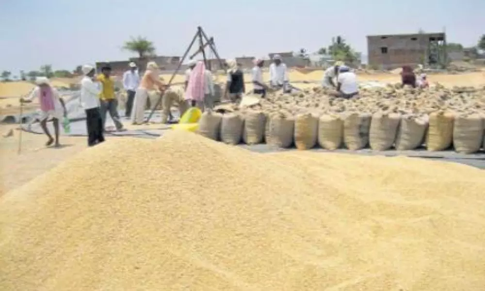 Andhra Pradesh Government Redy to Buy the Grains