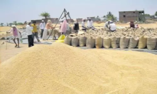 Andhra Pradesh Government Redy to Buy the Grains Andhra Pradesh Government Redy to Buy the Grains