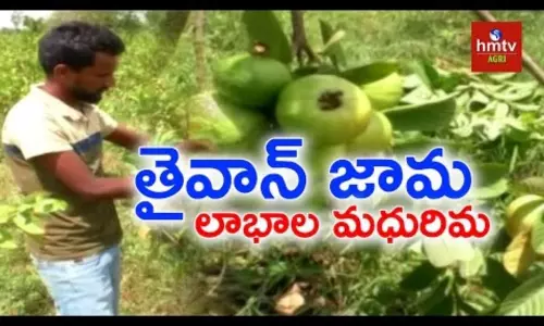 Taiwan Guava Cultivation