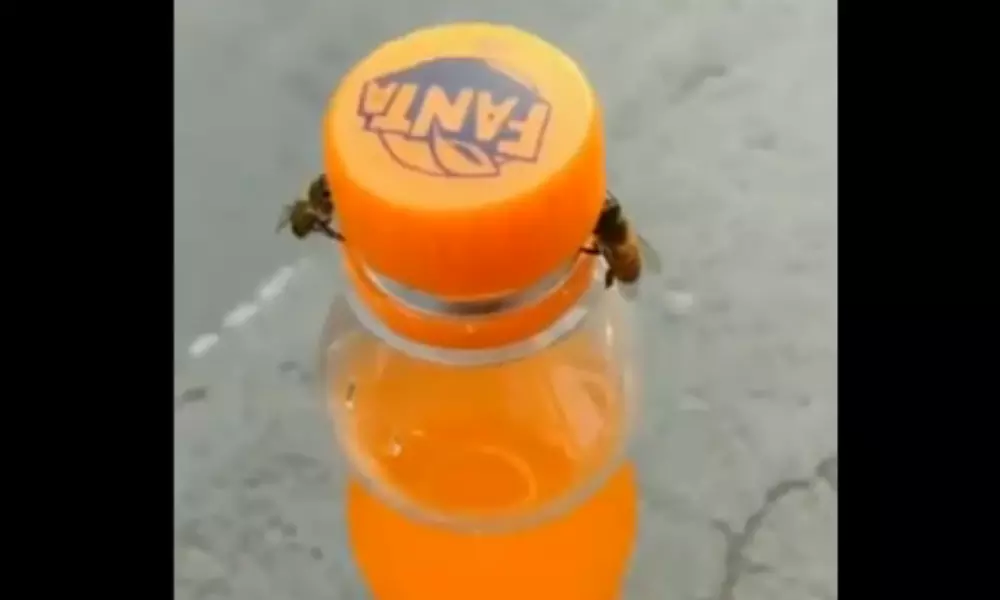 Bees unscrewing a Fanta bottle cap Video Goes Viral on Social Media