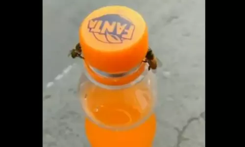 Bees unscrewing a Fanta bottle cap Video Goes Viral on Social Media