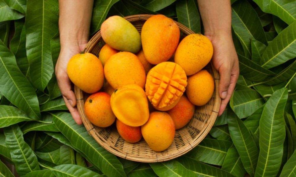 12-magnificent-beauty-benefits-of-mango-butter-for-skin-hair