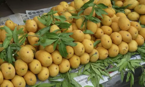 Coronavirus Effect on Banginapalli Mango