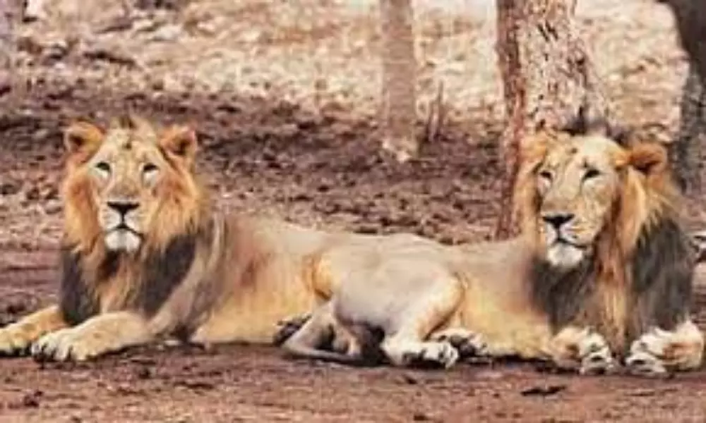 Lion Dies With Corona In Tamil Nadu