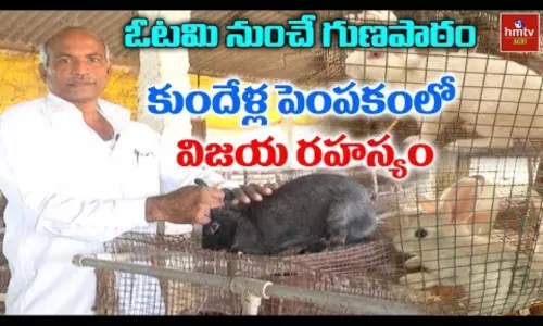 Rabbit Farming: కుందేళ్ల పెంపకం.. విజయ రహస్యం