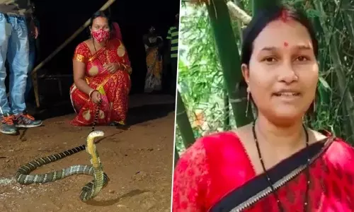 Odisha: Woman Rescues Eight Foot Long King Cobra Odisha: Woman Rescues Eight Foot Long King Cobra