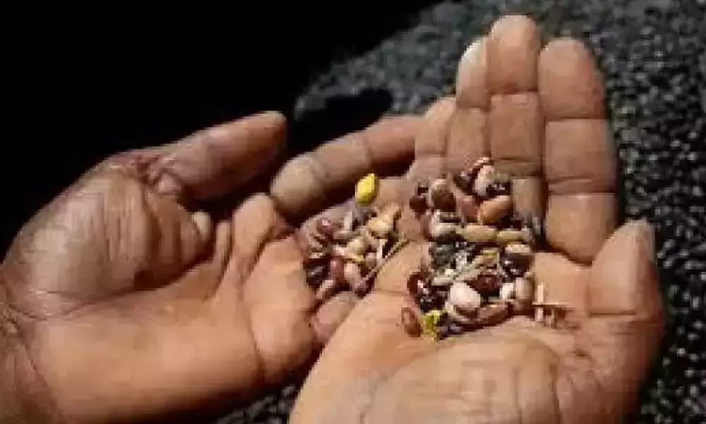 Farmers Deceived by Fake Seeds
