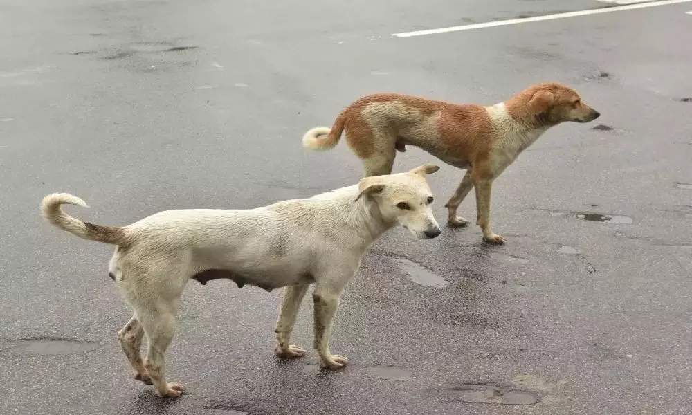 Hyderabad Street Dogs Have Coronavirus Symptoms