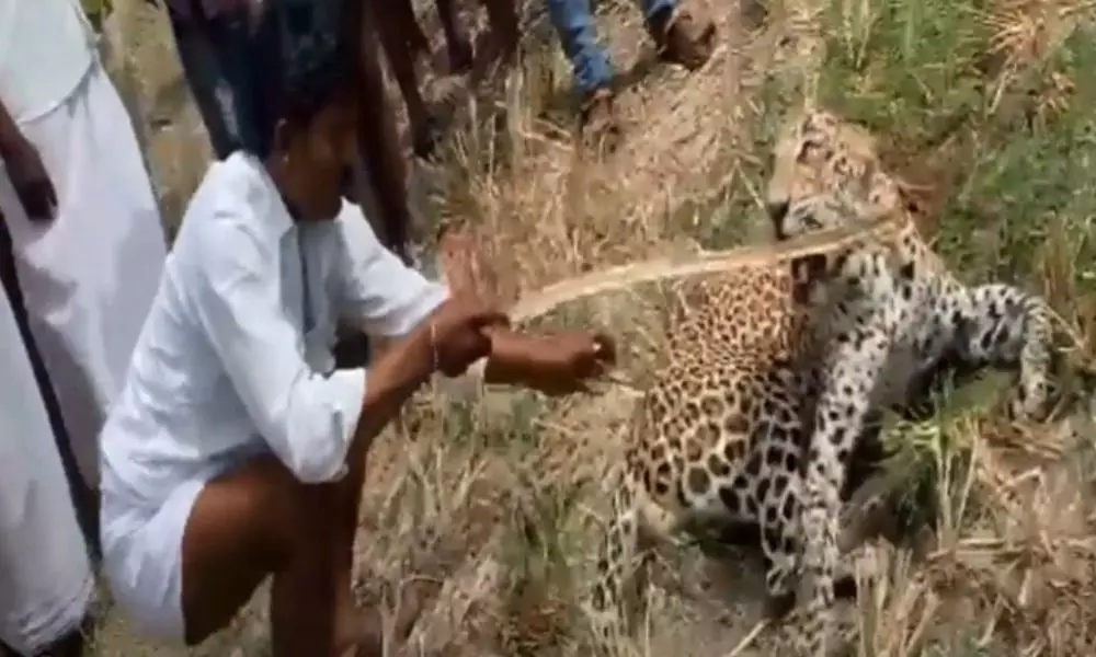 Leopard Spotted at Burugupally in Mahabubnagar District