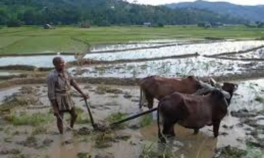 Rain-fed Farmers Busy Preparing Field