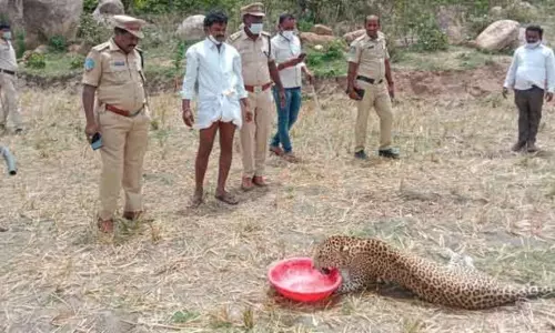 Mahabubnagar: Injured Leopard Shifted to Nehru Zoological Park Mahabubnagar: Injured Leopard Shifted to Nehru Zoological Park