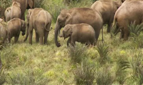 Elephants Highlight in Srikakulam District