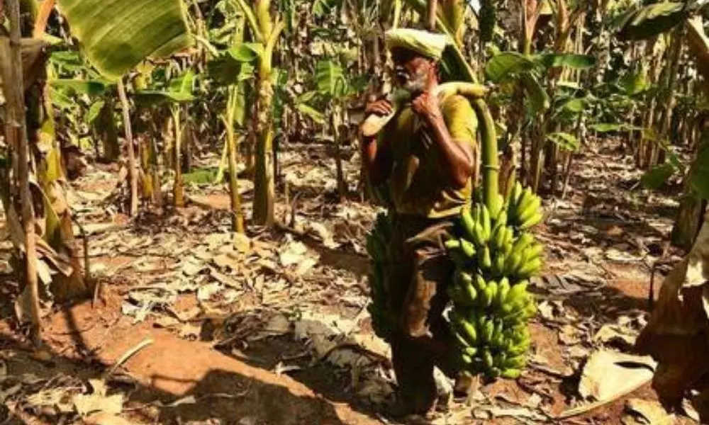 Coronavirus Effect on Banana Farmers in Srikakulam