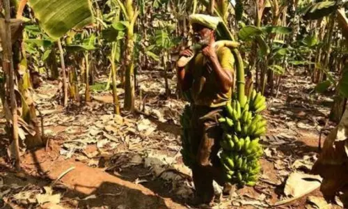 Coronavirus Effect on Banana Farmers in Srikakulam