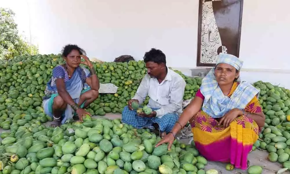 Kolhapur Mango Farmers Assured of Subsidy and Funds to Export Crops