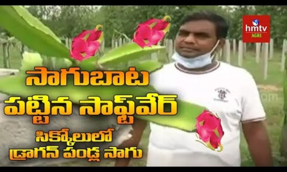 Dragon Fruit Cultivation by Software Engineer in Srikakulam