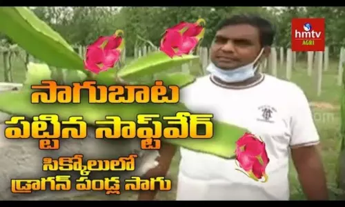 Dragon Fruit Cultivation by Software Engineer in Srikakulam Dragon Fruit Cultivation by Software Engineer in Srikakulam