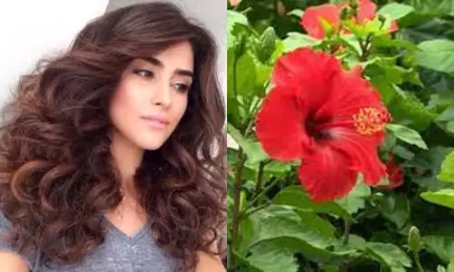 Best Effective Ways to Use Hibiscus Leaves Benefits for Hair Growth Best Effective Ways to Use Hibiscus Leaves Benefits for Hair Growth