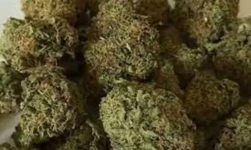 Ganja Spotted in Hyderabad Suburbs