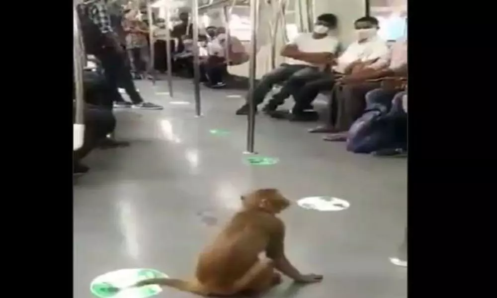 Monkey Takes Fun Ride in Delhi Metro