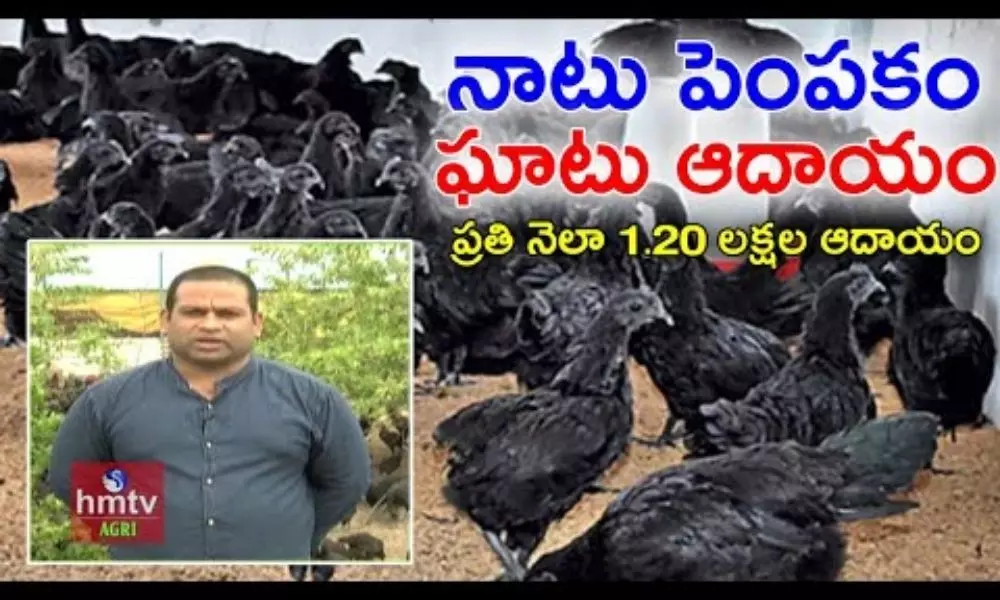 Kadaknath Poultry Farming Young Farmer Success Story