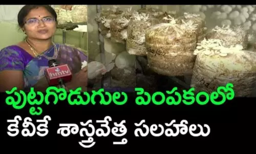 Scientist Bhagya Lakshmi Suggestions on Mushroom Cultivation