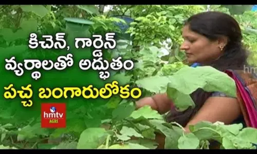 Terrace Gardening By Radhika