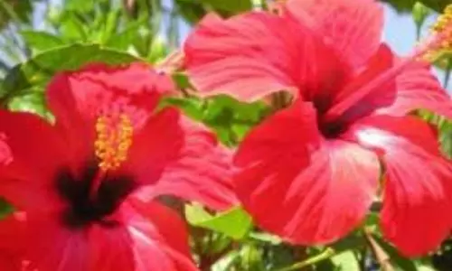 Benefits of Hibiscus Tea