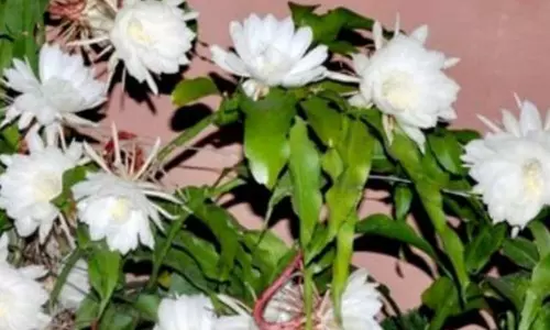 Bloomed Brahma Kamal in Ramayampet Medak District