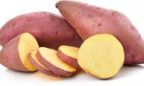 Sweet Potatoes Health Benefits and Side Effects | Sweet Potatoes for Weight Loss Sweet Potatoes Health Benefits and Side Effects | Sweet Potatoes for Weight Loss