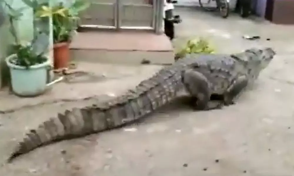 Crocodile Found in Kogilban Village Karnataka