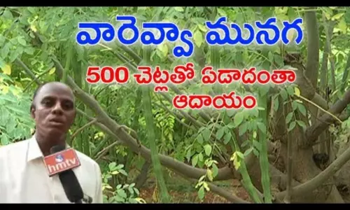 An Ideal Farmer Success Story in Munaga Cultivation An Ideal Farmer Success Story in Munaga Cultivation