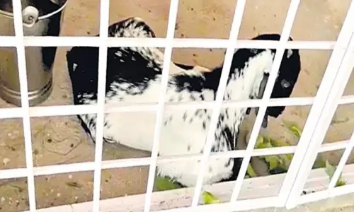 Goat Fined for Eating Haithaharam sapling in Nagarkurnool Goat Fined for Eating Haithaharam sapling in Nagarkurnool